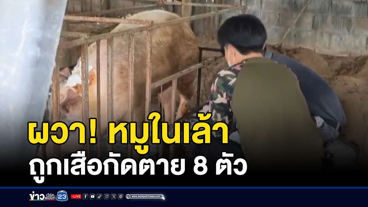 ผวา! หมูในเล้าถูกเสือกัดตาย 8 ตัว | ตลาดข่าว - ข่าวเช้าเวิร์คพอยท์ | 14 มี.ค. 69
