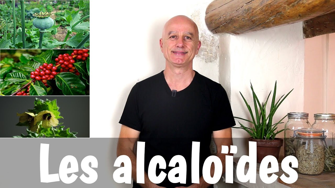 Les plantes à alcaloïdes : faut-il en avoir peur?