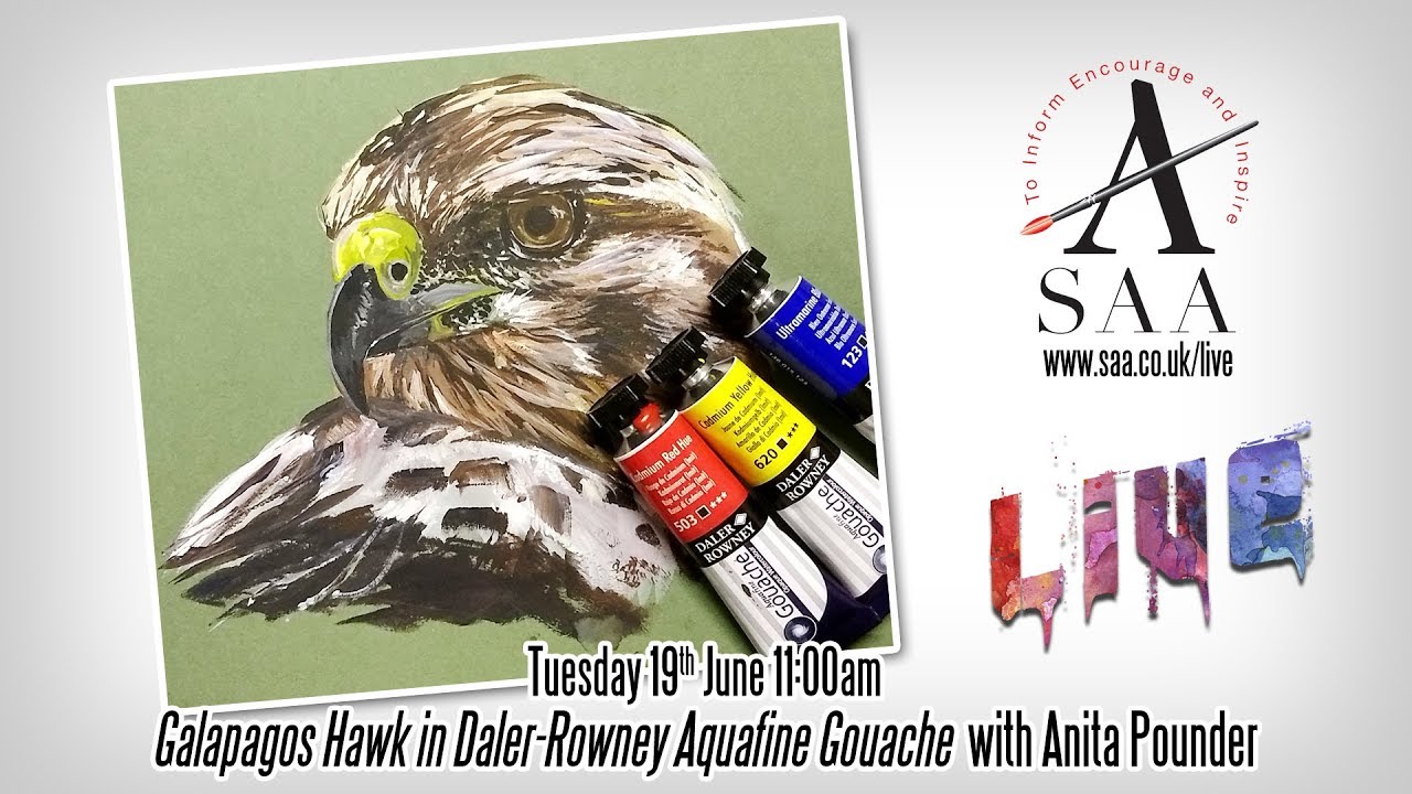 SAA LIVE - Galapagos Hawk in Gouache with Anita Pounder