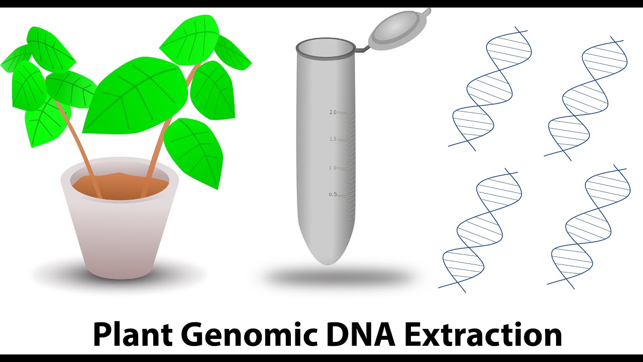 Plant genomic DNA extraction