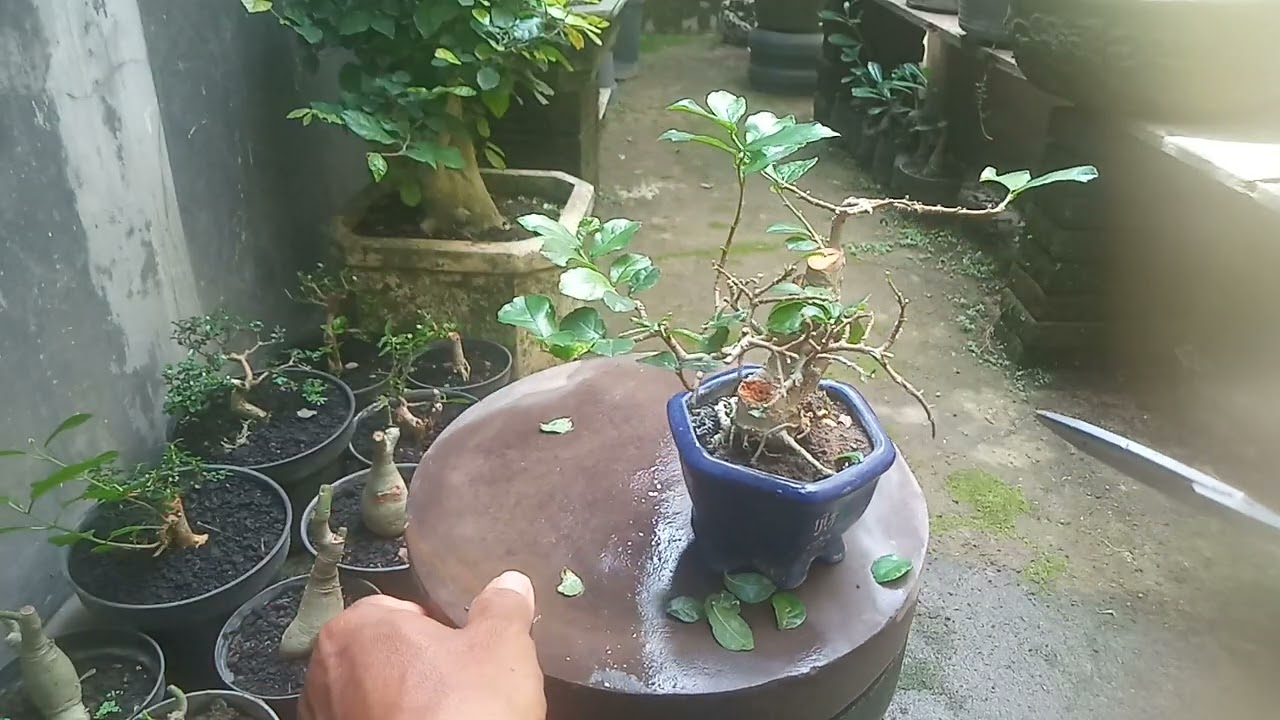 Pruning bonsai mini ID serut