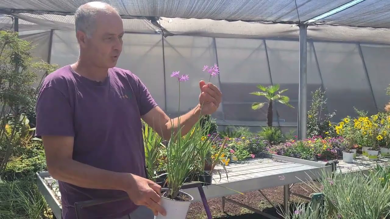 שתילה משולבת בעציץ- המגוון אין סופי