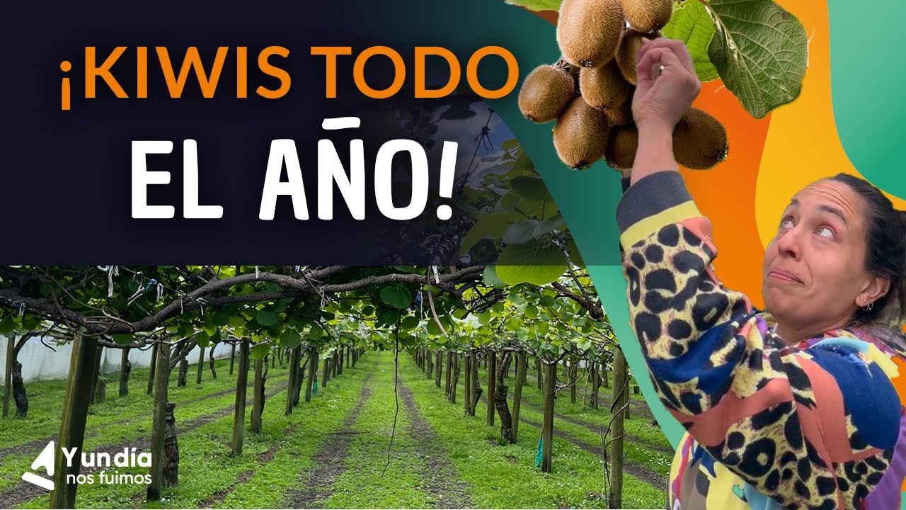 Trabajar con los kiwis en cualquier época del año! 🥝 info de temporadas.