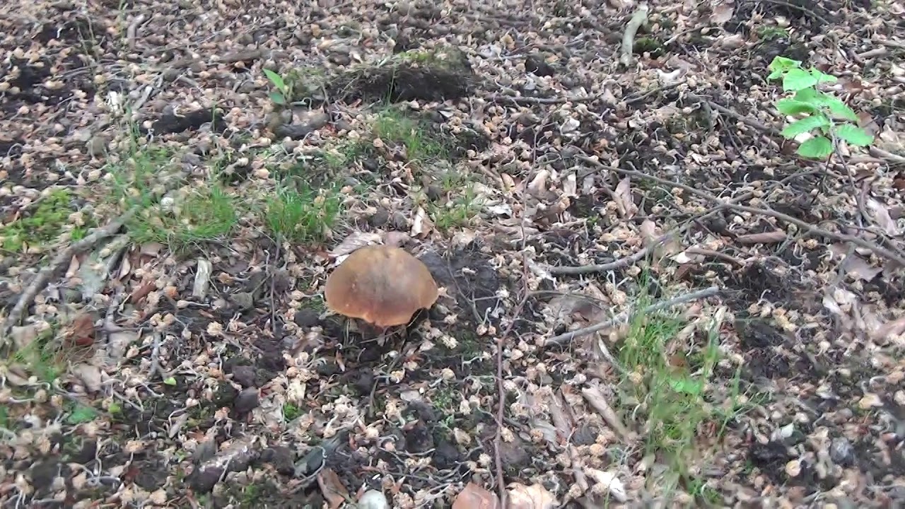 22-05-2019  Dzisiejsze grzybki ..... Pierwszy Borowik Sosnowy   !!!!   część 2