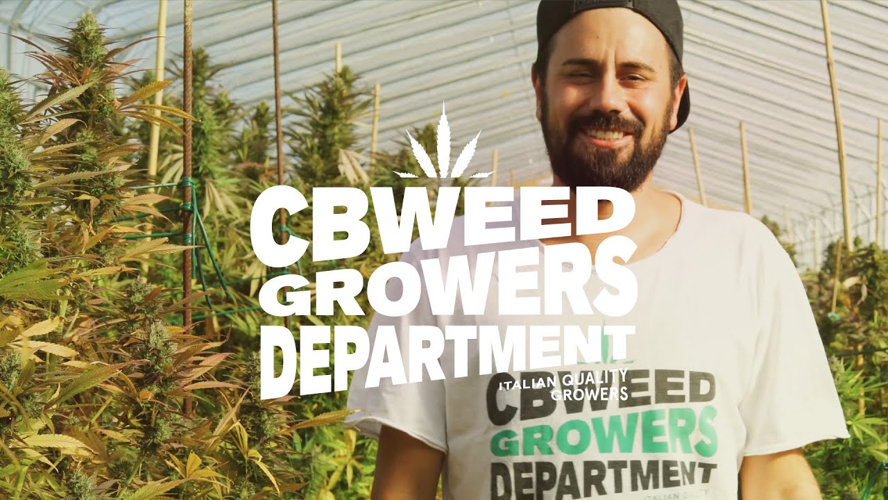 Quando raccogliere una pianta di cannabis?