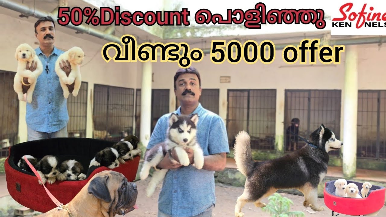 Golden retriever,Bullmastiff,German shepherd,Shitzhu,Labrador and Siberian Husky puppies