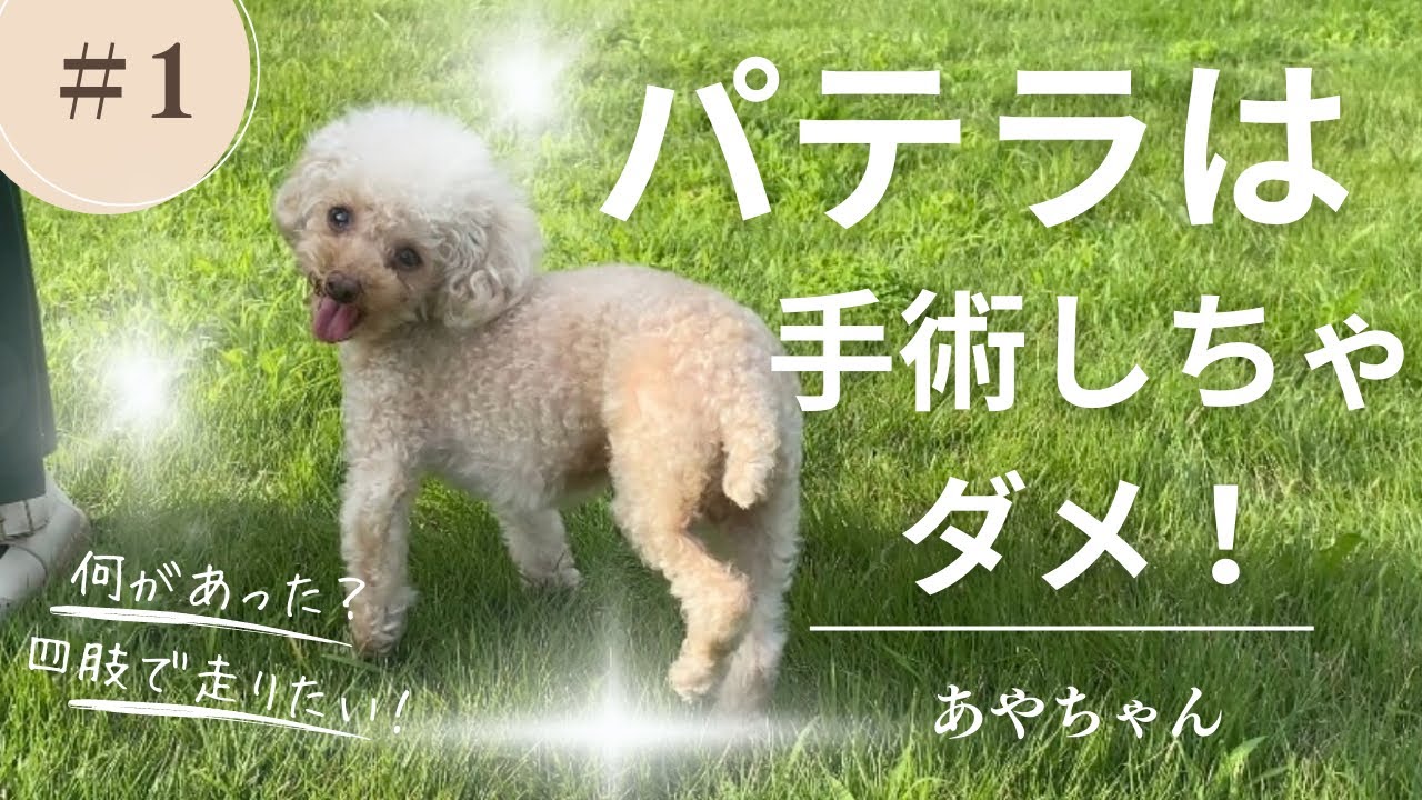 パテラは手術しちゃダメ！【本日の患者様】#1 あやちゃん