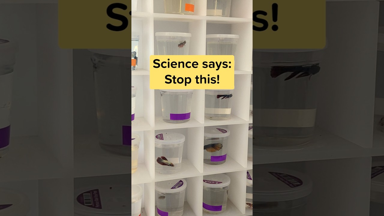 Study shows how tiny cups and tanks affect betta fish