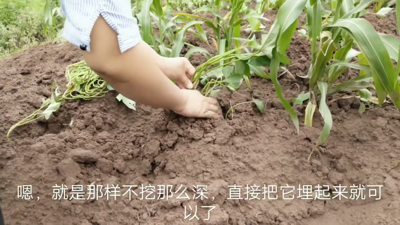 四川自贡农作进行时，妹子熟练的耕种技巧，在这样的年龄不多见