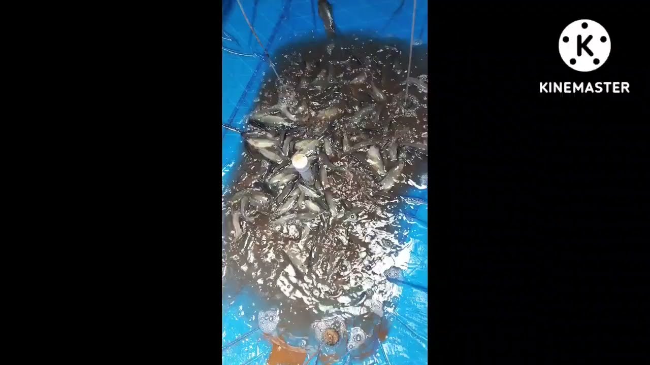 First time my Biofloc mini project //Biofloc fish farming//The fish keeper