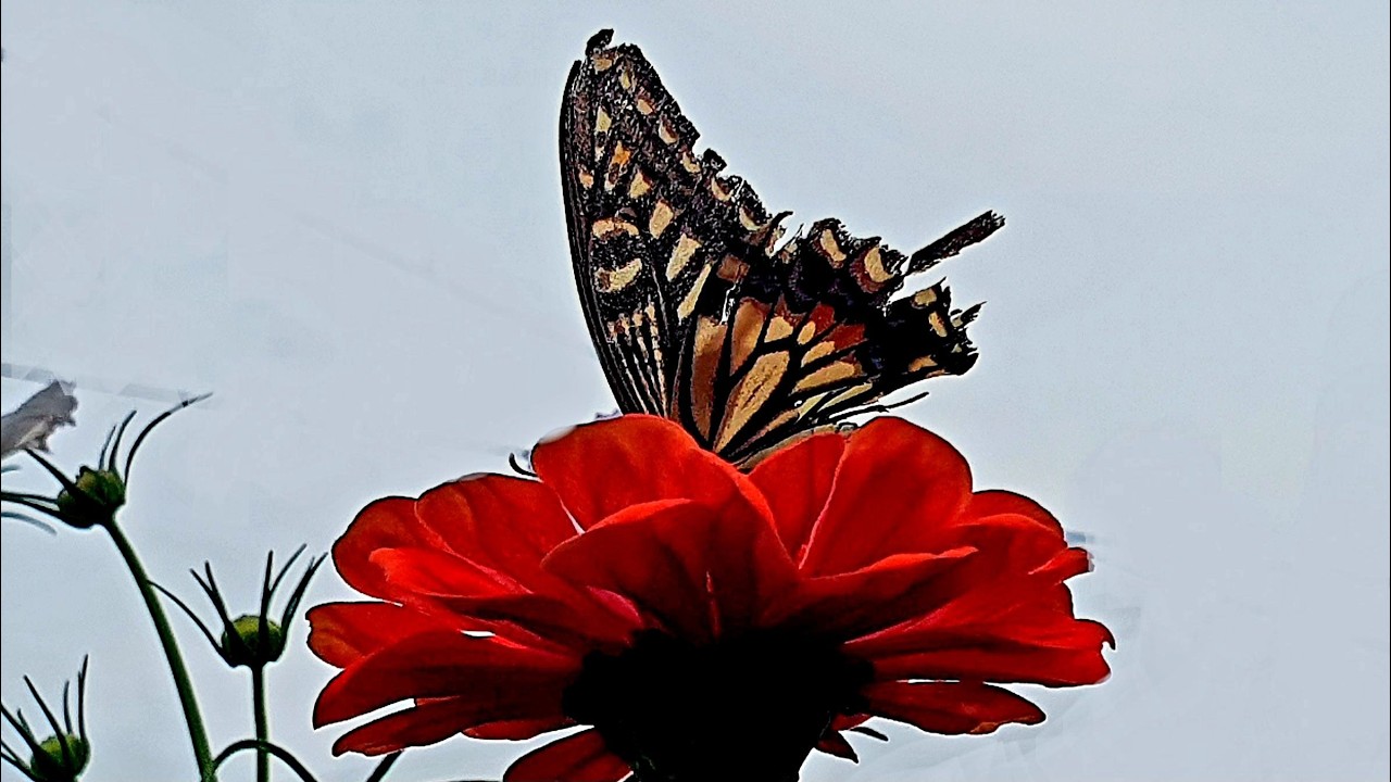 La novia (Flowers around us 6)