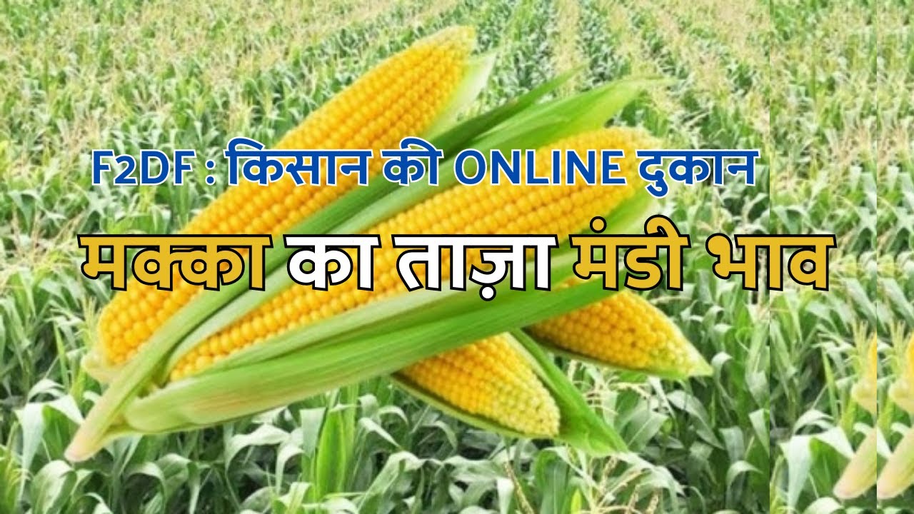 मक्का का भाव आज का 2023 | Makka Ka Rate Today &ndash; Makka Ka Bhav (03 June 2023)
