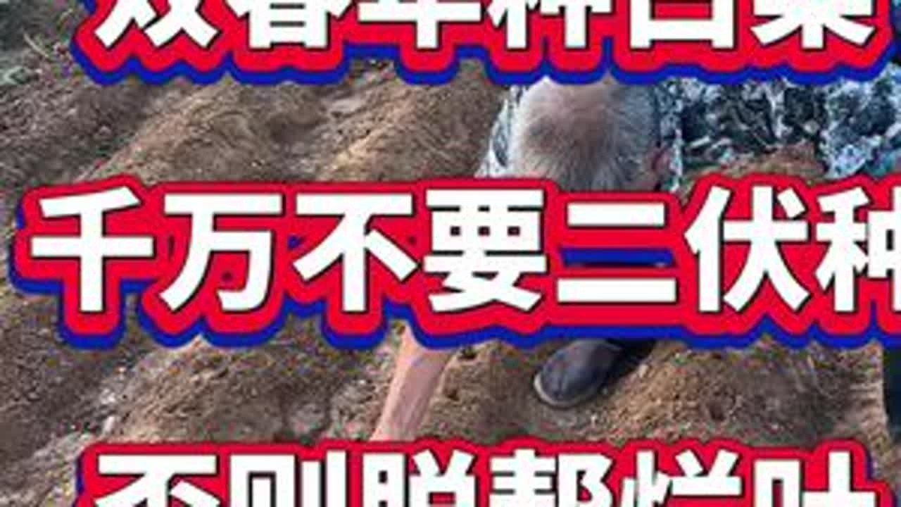 双春年白菜千万别二伏种 #白菜种植 #白菜高产 #白菜病害 #白菜软腐病