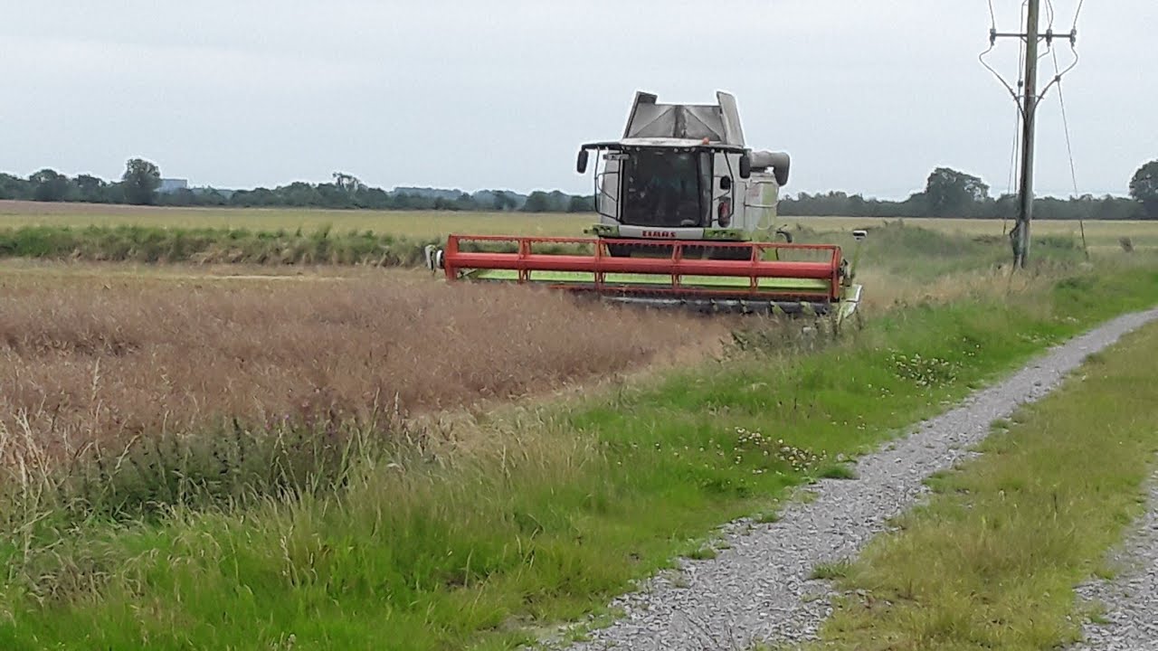 Martin Hoste cutting oil seed rape