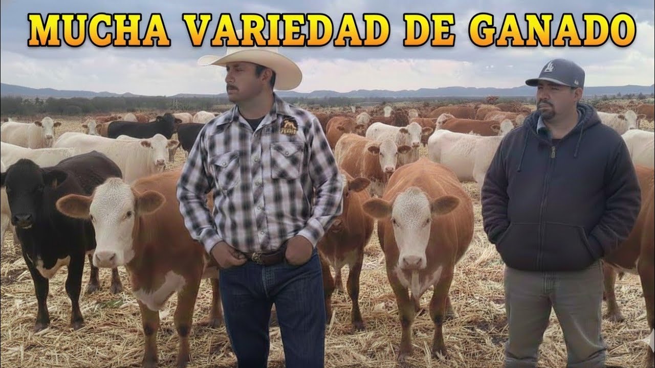 Abraham y sus diferentes cruzas de ganado 🐂🐄