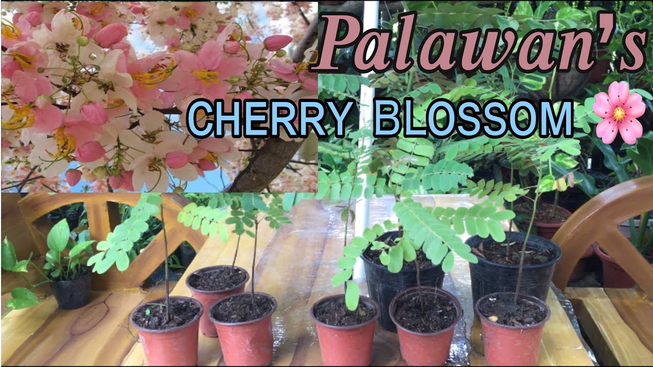 TWO WAYS TO PLANT YOUR PALAWAN's CHERRY BLOSSOM | Gardening Tips