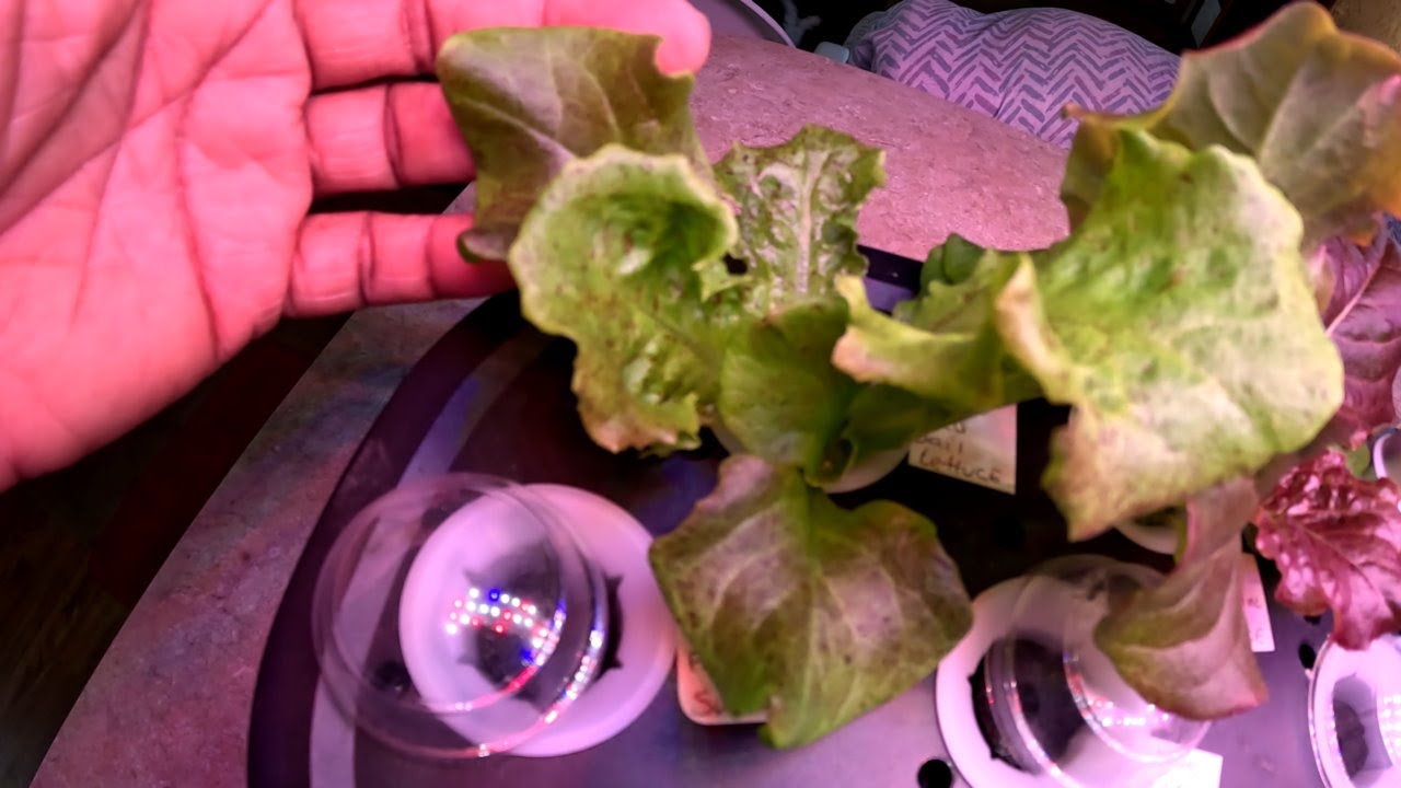 #wig2025 FIRST UPDATE @mikeschaoticgardening  @GtJrGrowsItAlaska