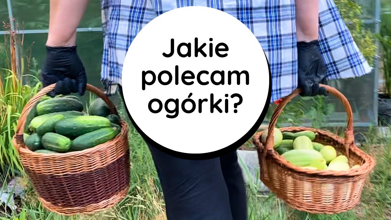 ЛУЧШИЙ ОГУРЦ🥒 Рекомендуемые сорта огурцов🥇устойчивые огурцы, вкусный, плодородный, устойчивый огурец
