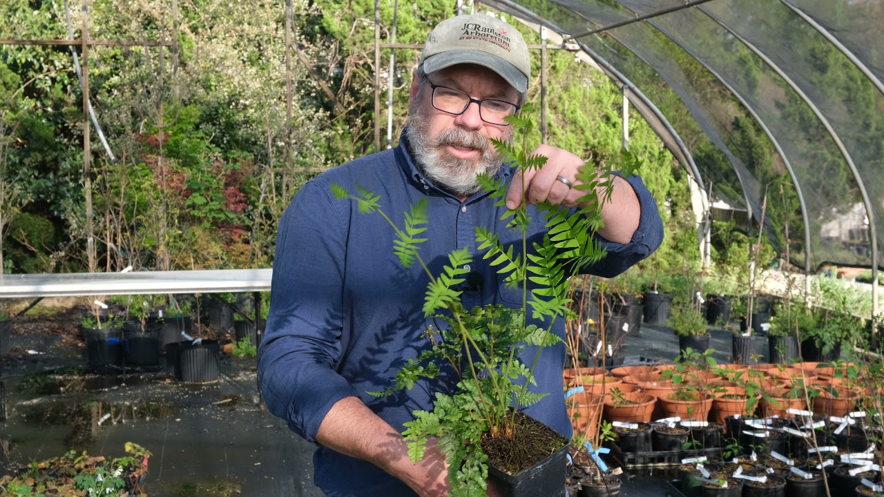 Osmunda regalis and Athyrium otophorum - Royal Fern and
