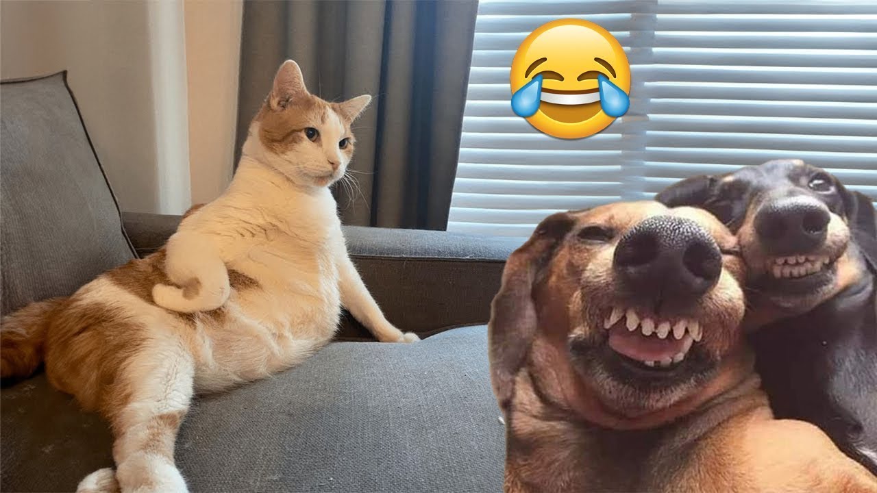 Try Not To Laugh Dogs And Cats 😁 - Best Funniest Animals Video 2024 - Part 93