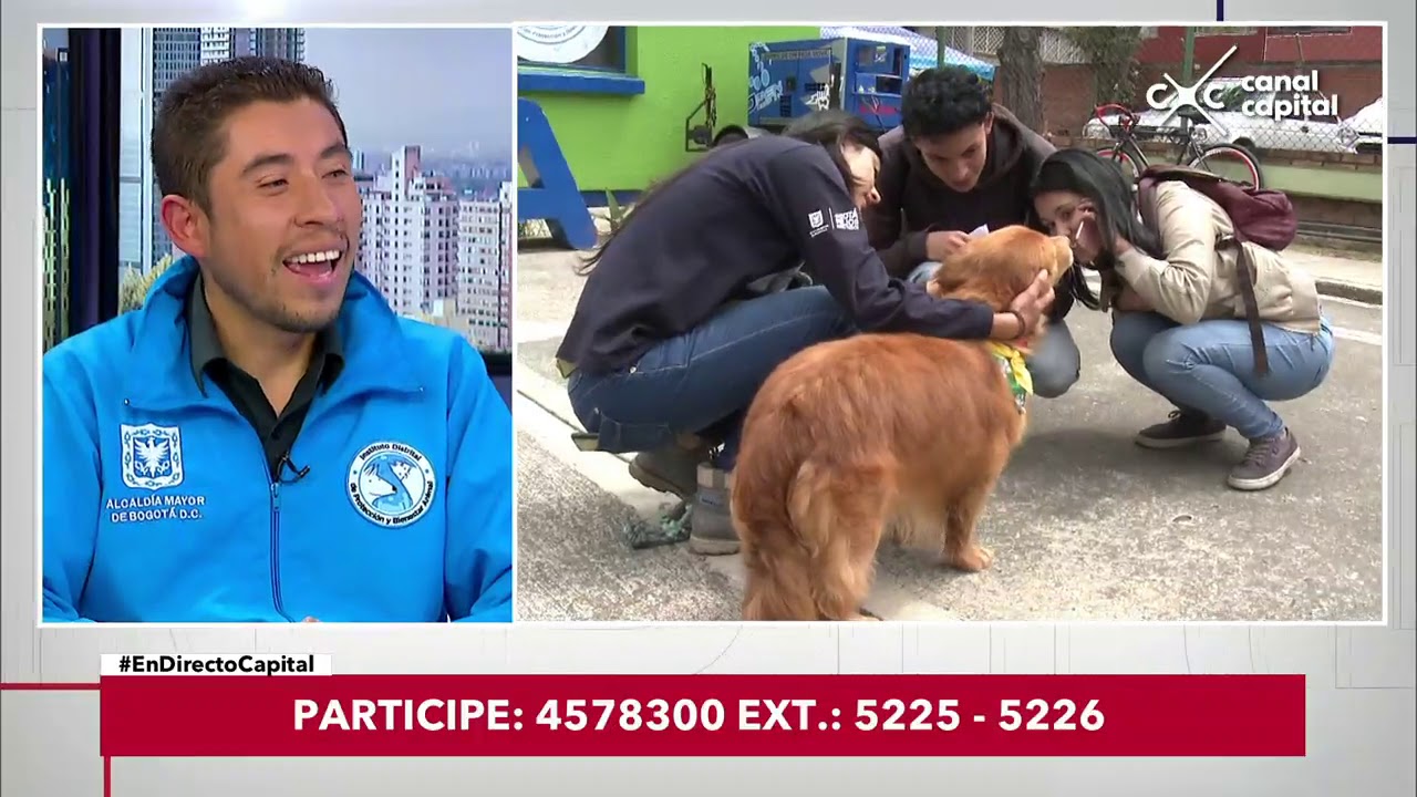 ¿Cómo adoptar mascotas en Bogotá? - En Directo Capital