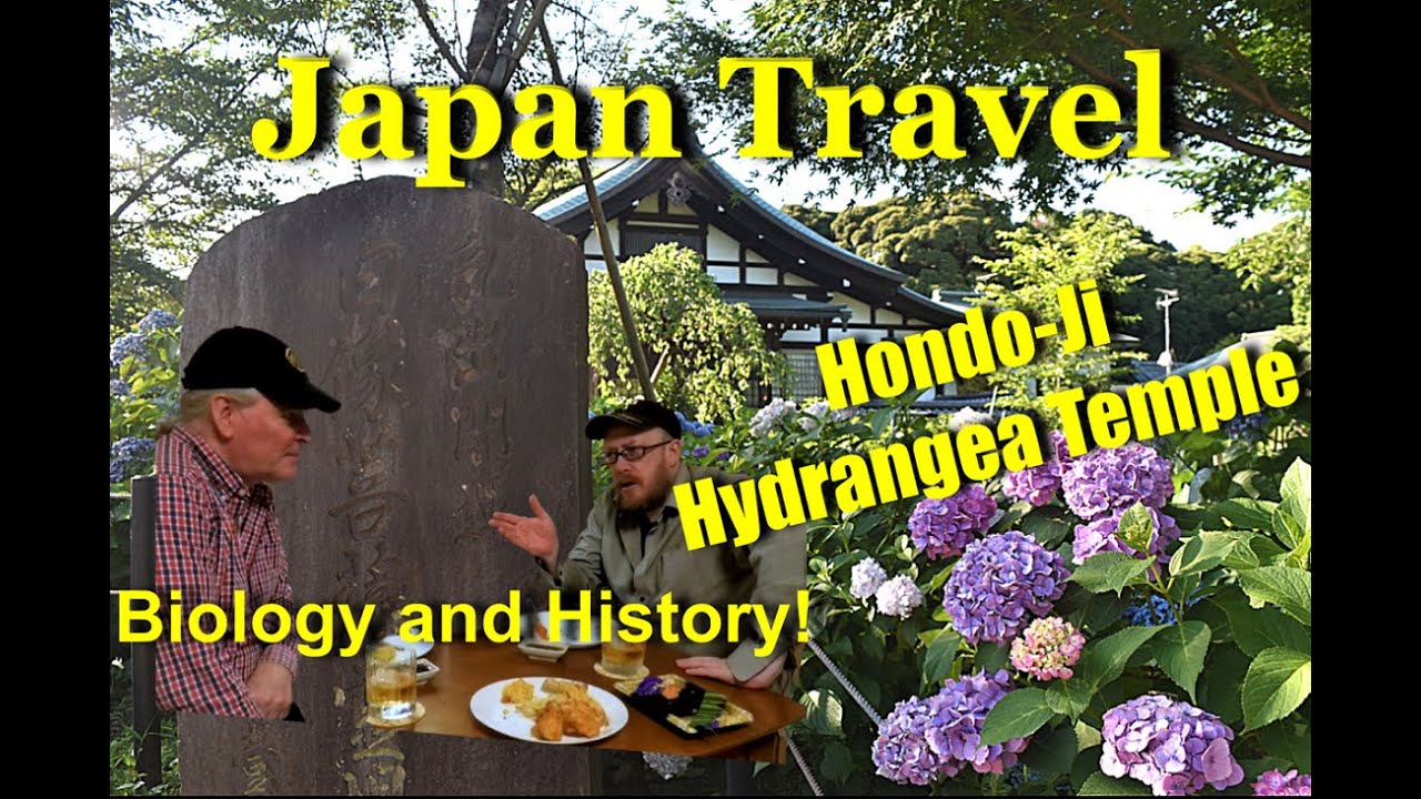 Japan Travel - Hondoji Temple in Hydrangea/Ajisai Season