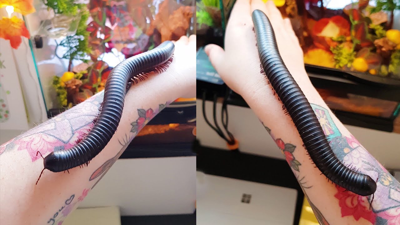 Beautiful Giant African Millipede Pet || WooGlobe