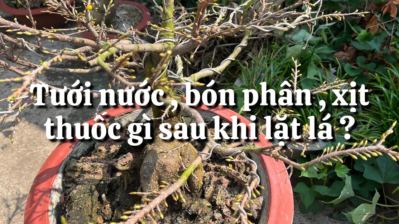 Tưới nước , bón phân , xịt thuốc gì sau khi lặt lá mai ? 14-12 âm lịch