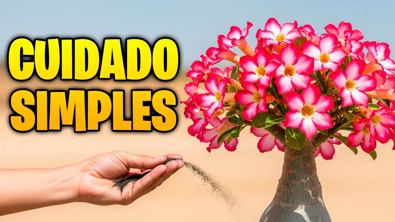 Sem Gastar NADA! 💸 O Jeito Simples de Cuidar da Sua Rosa do Deserto e Fazer Ela Florescer!