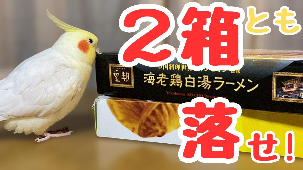 ２段積みは流石にえらいやろ！【落し屋の黄助】　#オカメインコ #cockatiel #鳥のいる生活