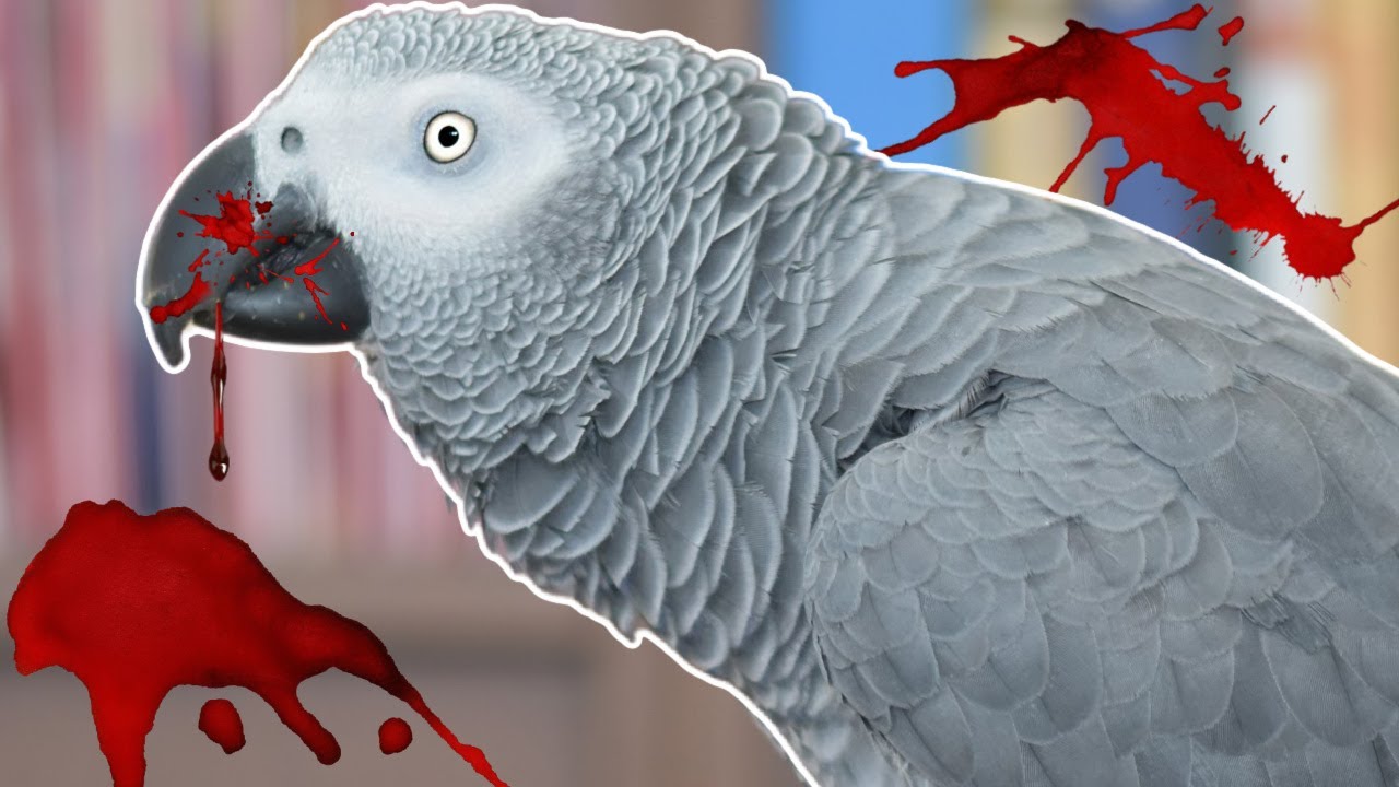 THIS BIRD ATE HIS CAGE MATE! 😱