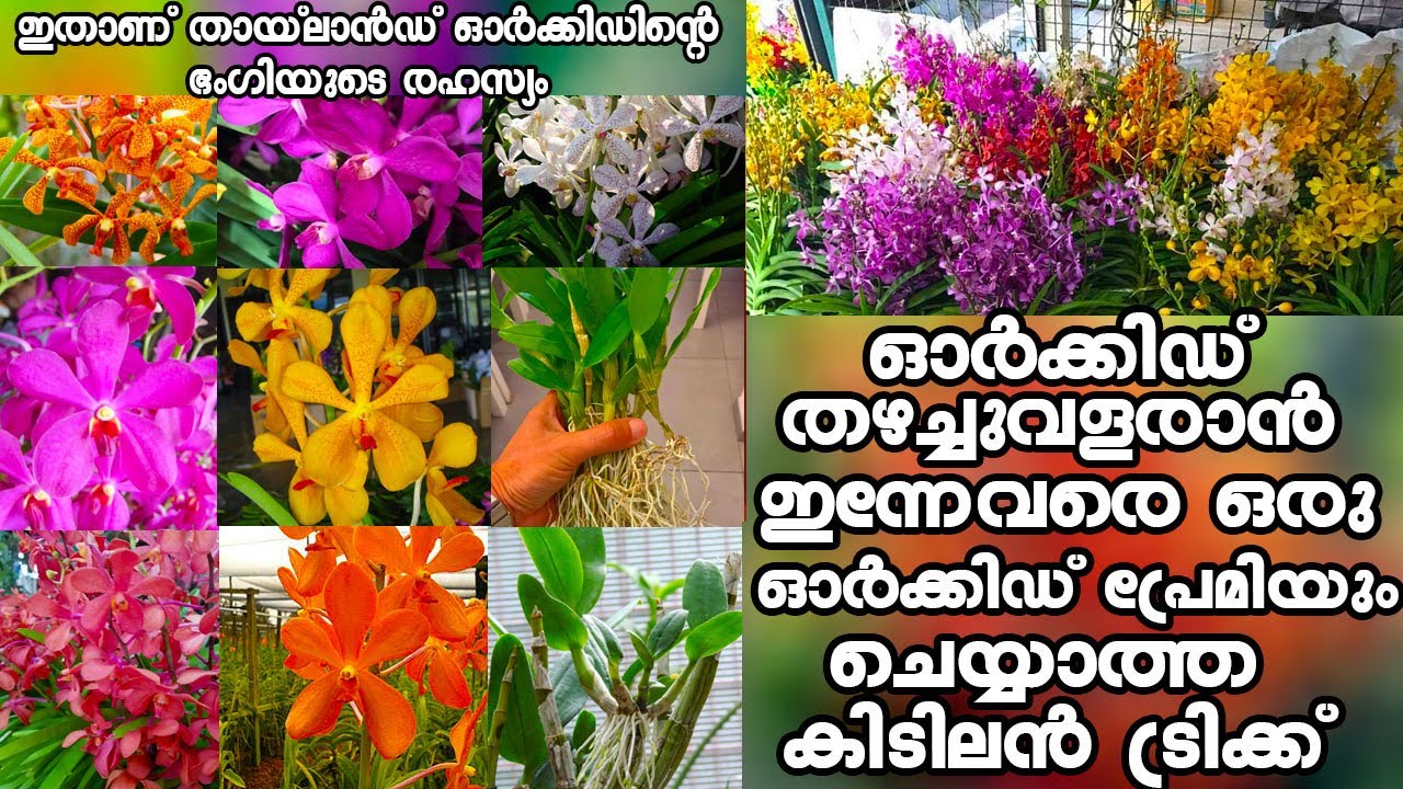 ഓർക്കിഡ് തഴച്ചു വളരാനുള്ള കിടിലൻ പരീക്ഷണവുമായി ബാബു ചേട്ടനും സിജി ചേച്ചിയും|Orchid care malayalam