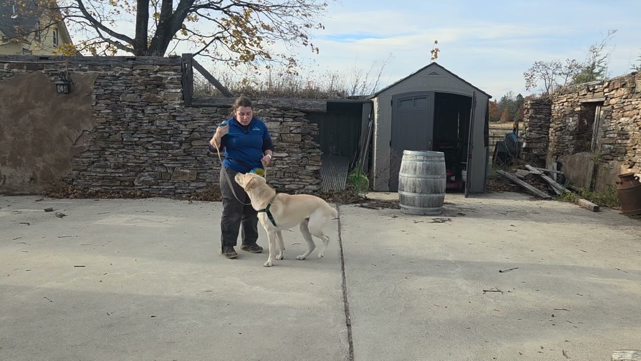 Archie the Yellow Lab |Week 4 Best Paw Forward Board & Train| Leash, Greetings & “Leave It” Practice