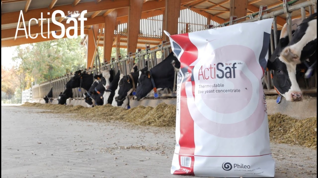 Benefits of ActiSaf in Dairy Animals I Live Yeast I Fiber Digestion I Milk I Acidosis I Heat stress