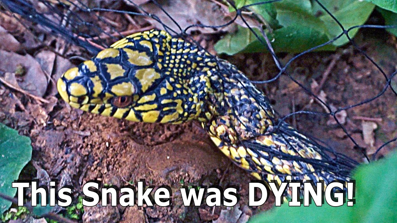 I Rescued Snake Trapped And Dying In The Forest!