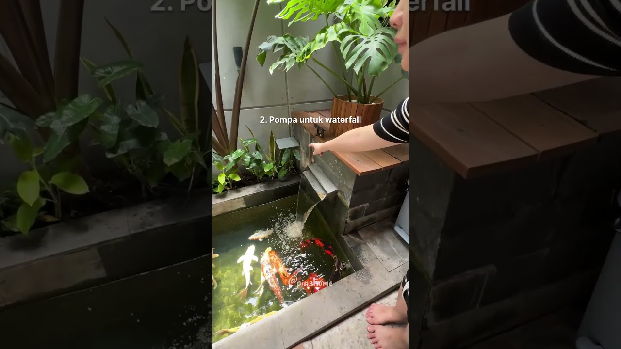 Tips bikin kolam koi sederhana ukuran 1 x 3 meter ! 🥰 #homeliving #homedecor