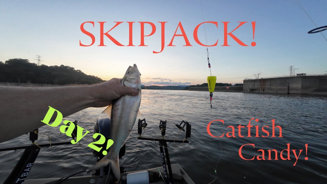 Skipjack Fishing Day 2!