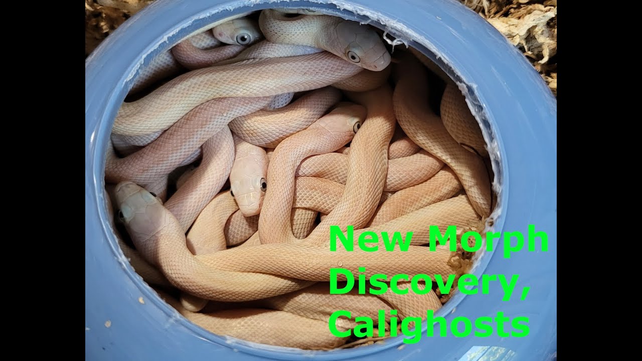 New Morph Calighost Discovery: Karynaku's Clutch