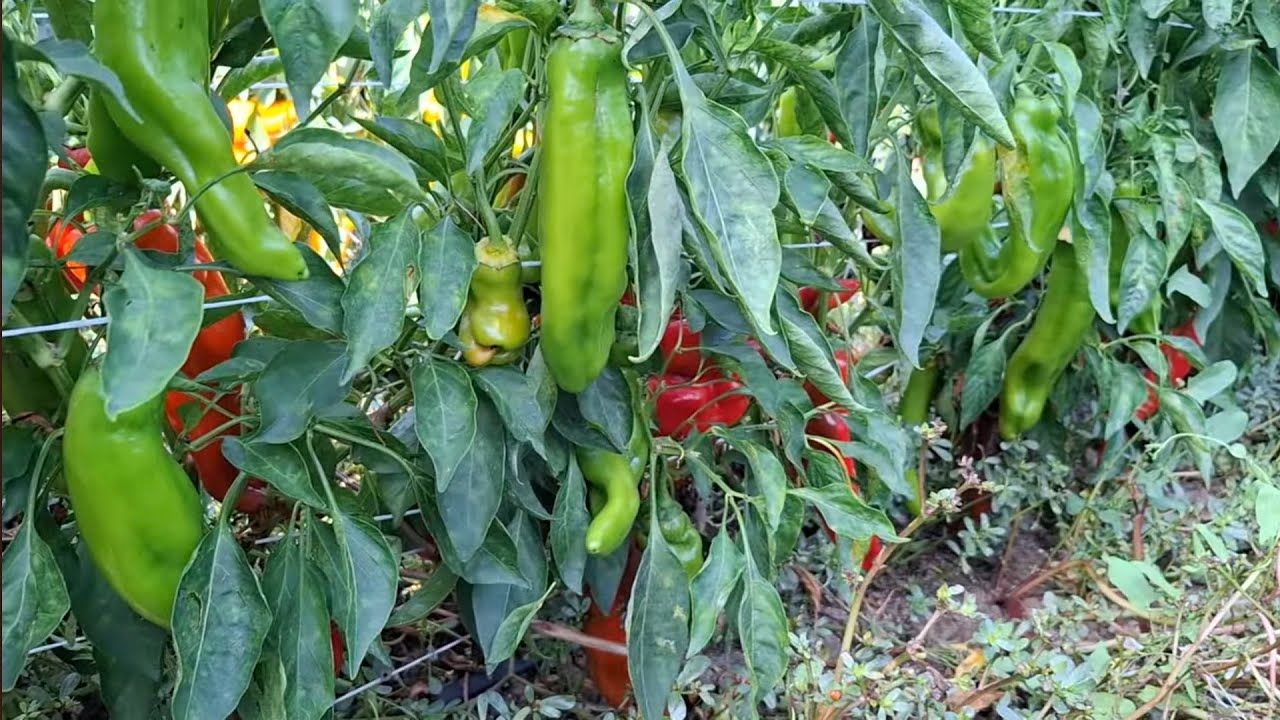 La tara in Sicilia - cum arata gradina de legume si livada - iarba mare peste tot
