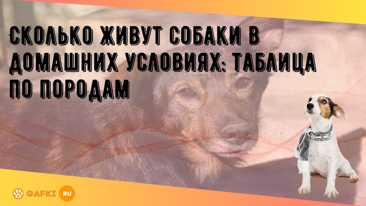 Сколько живут собаки в домашних условиях: таблица по породам