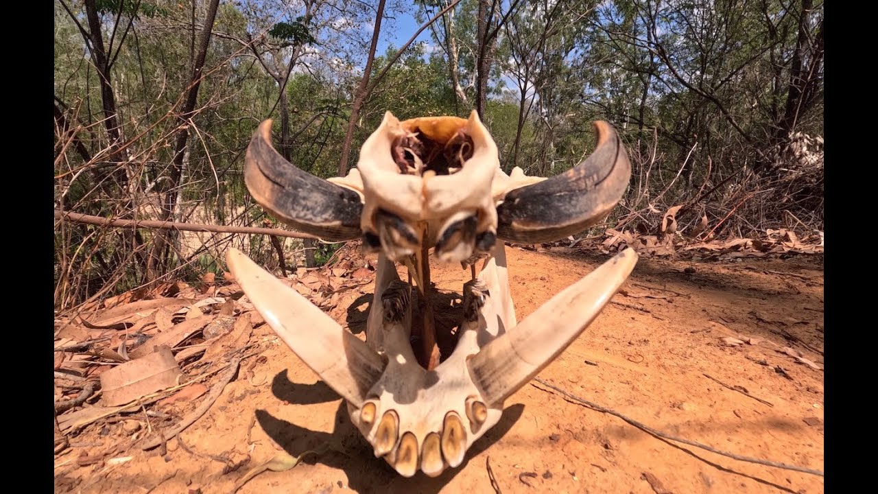 Boar and Barra | A Cape York double act
