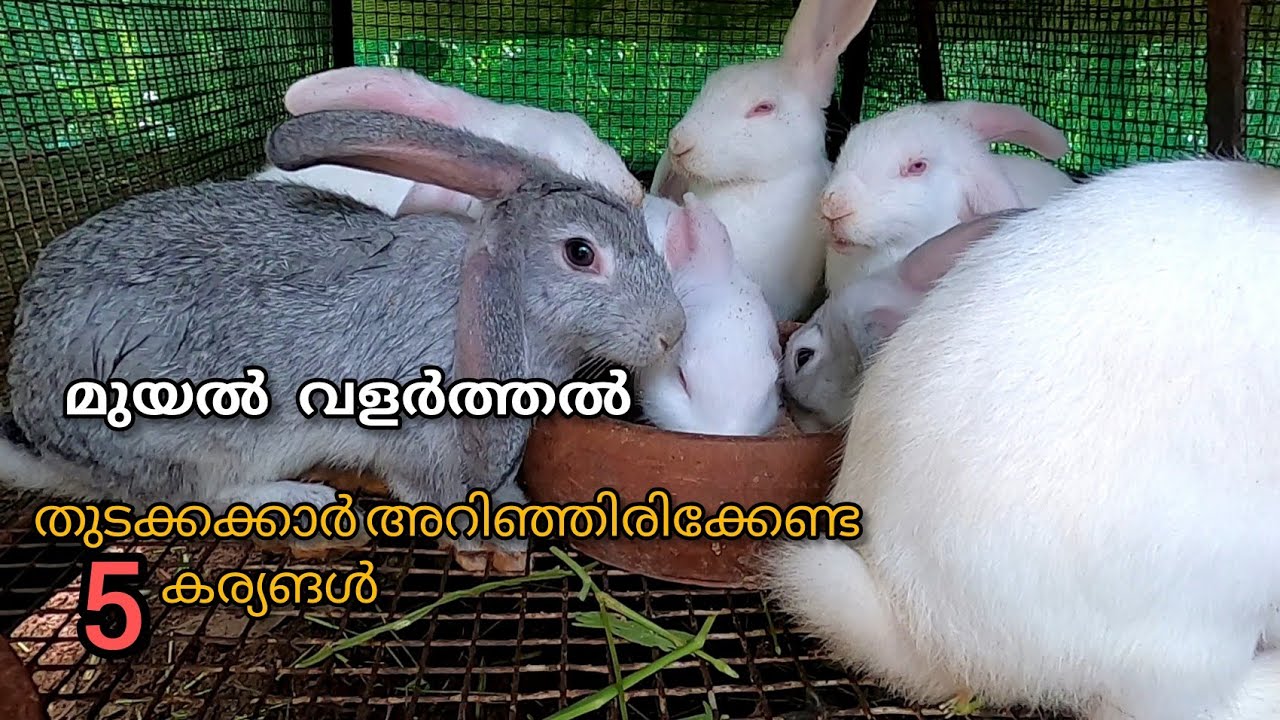 മുയൽ വളർത്തൽ||എന്തെല്ലാം കൊടുക്കാം കൊടുക്കരുത്||Daily Rabbit Routine||Complete Rabbit Care Guide