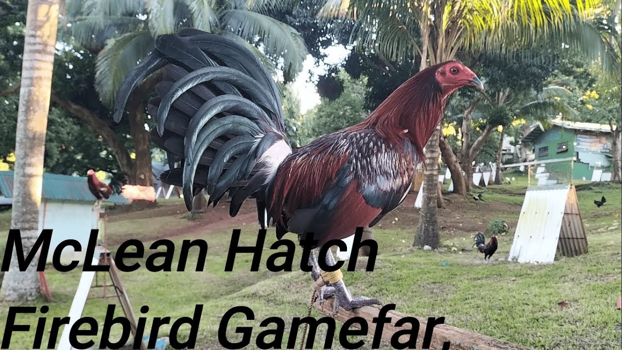 McLean Hatch Firebird Gamefarm