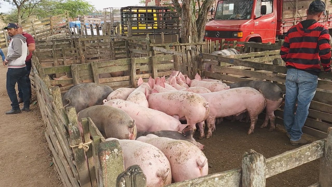 SUÍNOS DE QUALIDADE EM CACHOEIRINHA-PE, ALÉM DE CAPRINOS E OVINOS  26-09-2024 #nordeste