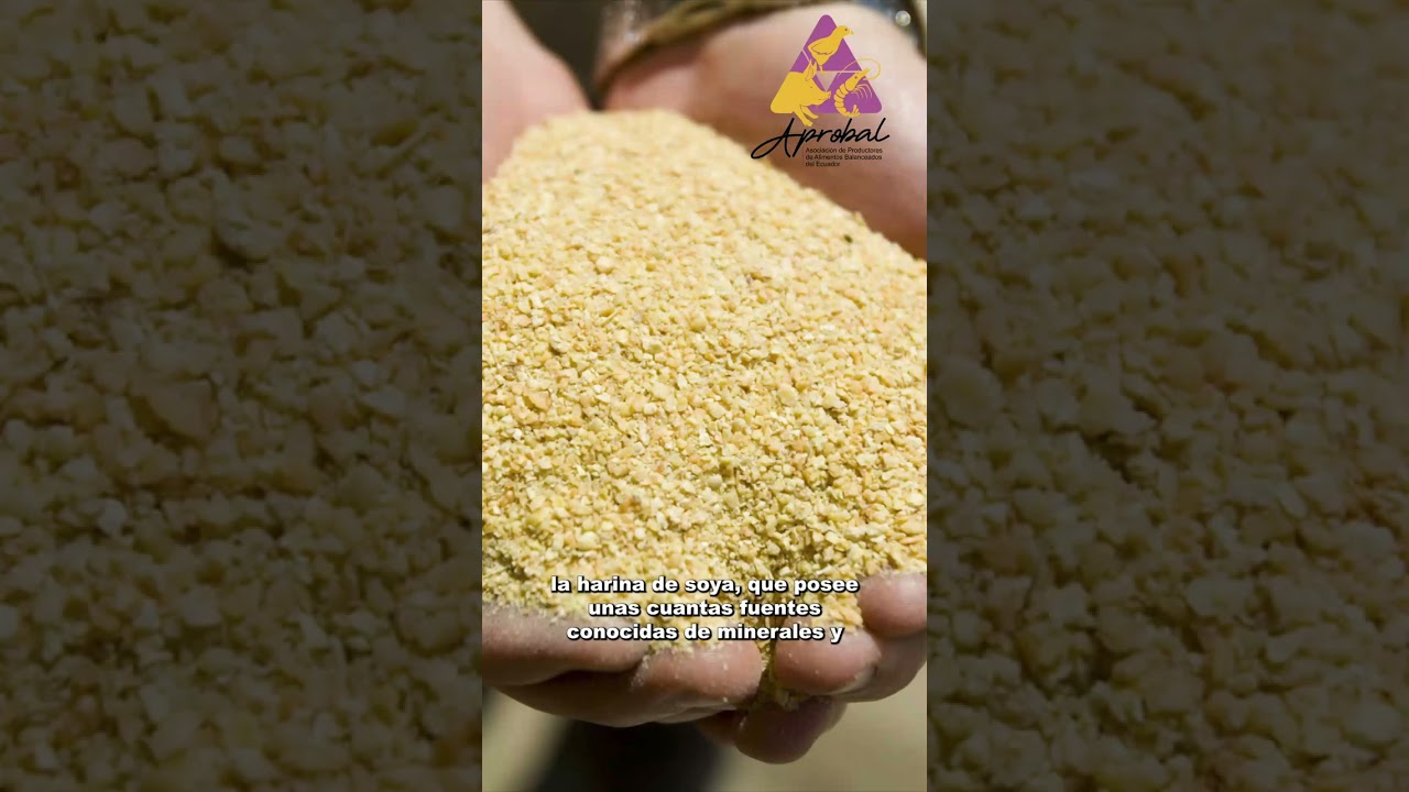 La f&oacute;rmula del alimento balanceado para pollo de engorde