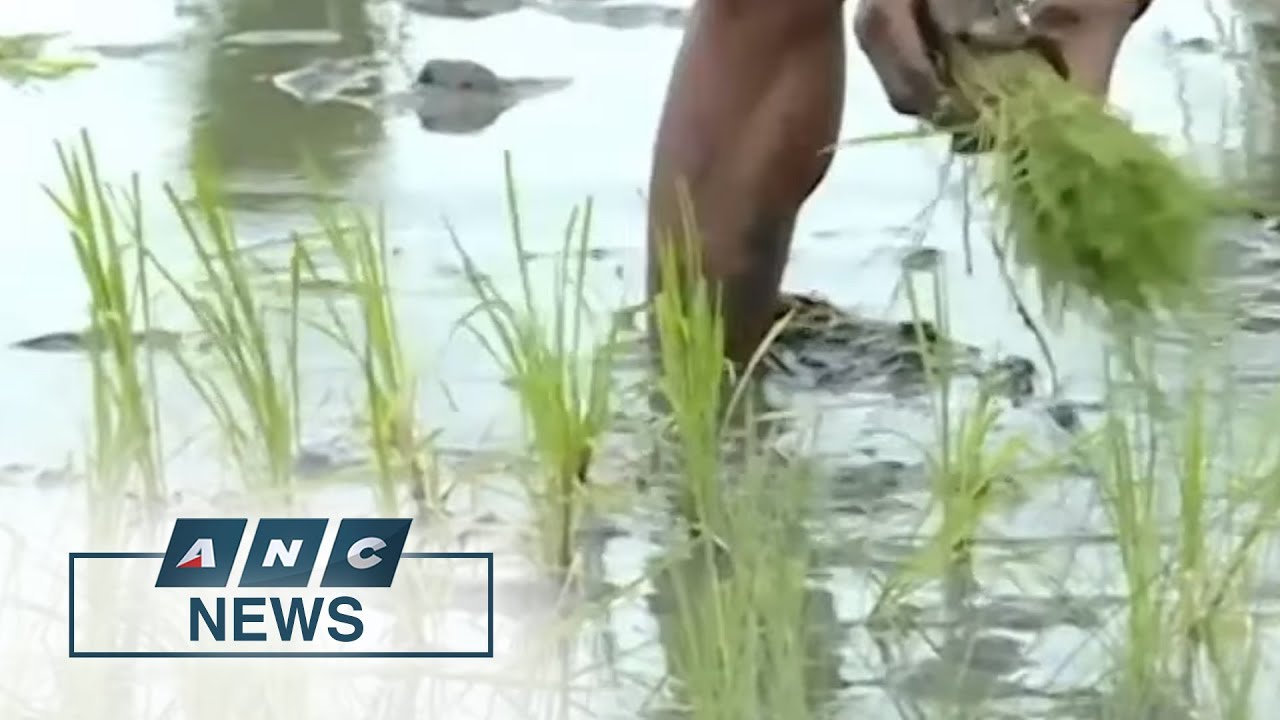 Sen. Kiko rejects subsistence farming, urges people to stop looking down on farmers | ANC