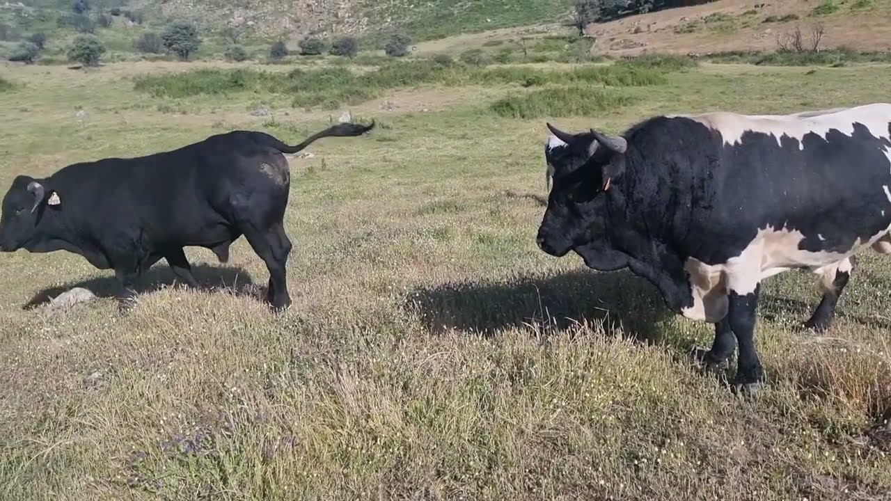 Tengo que llevarme a las vacas que queda una semana para el saneamiento.