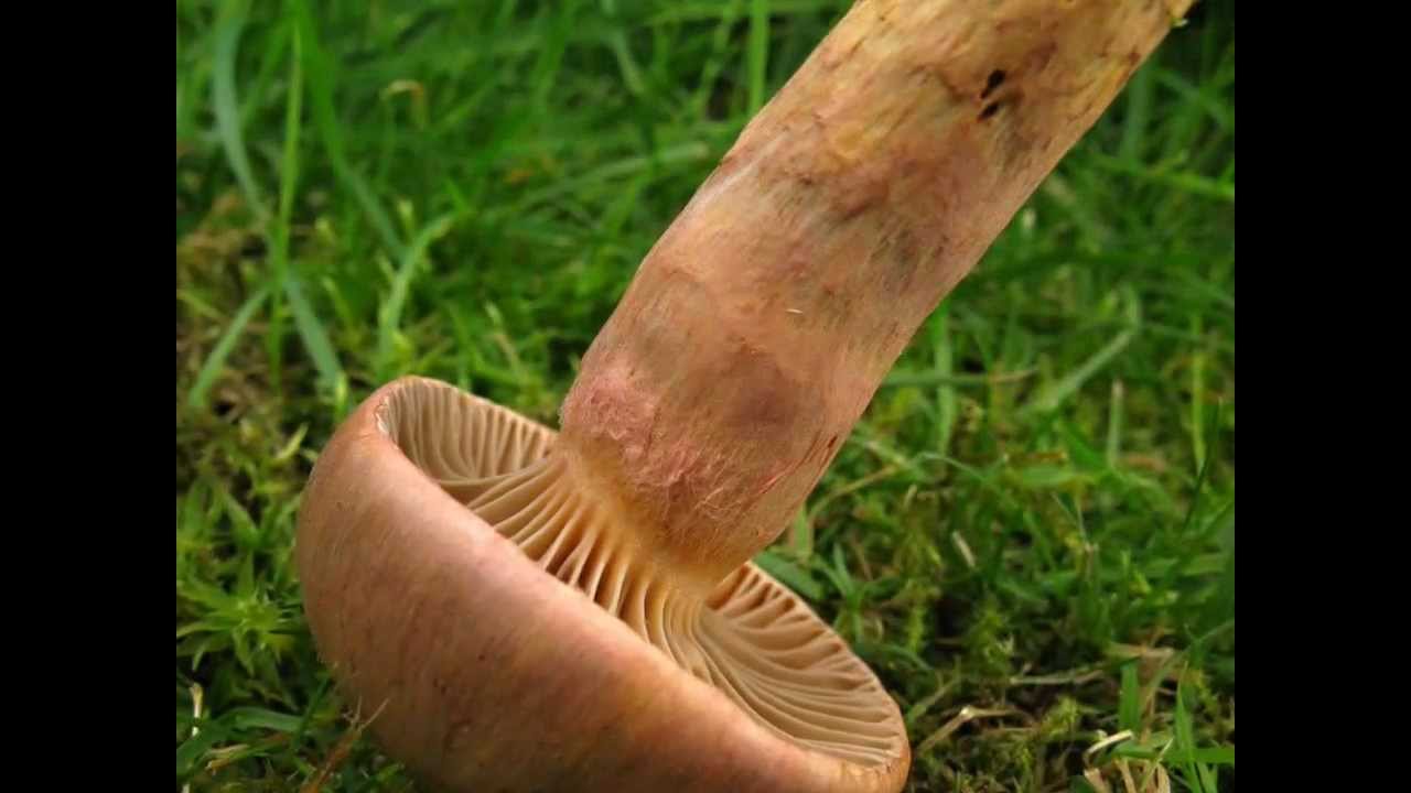 Sliz&aacute;k &scaron;v&yacute;carsk&yacute; - Chroogomphus helveticu