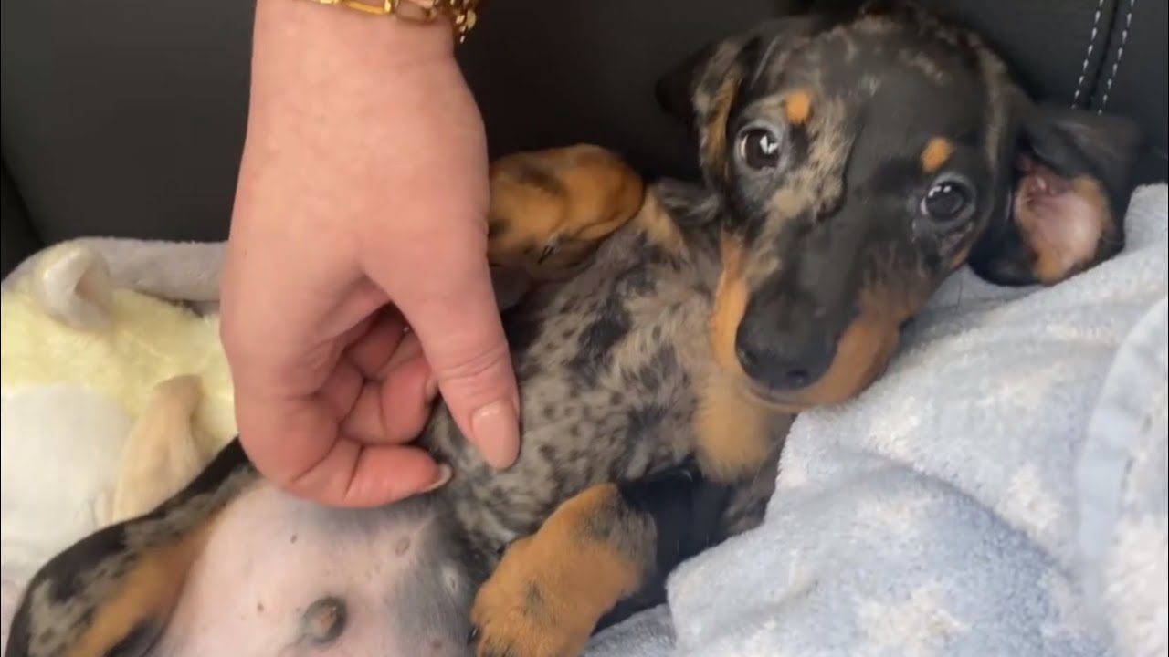 PICKING UP OUR NEW MINI DACHSHUND PUPPY & FIRST FEW DAYS VLOG