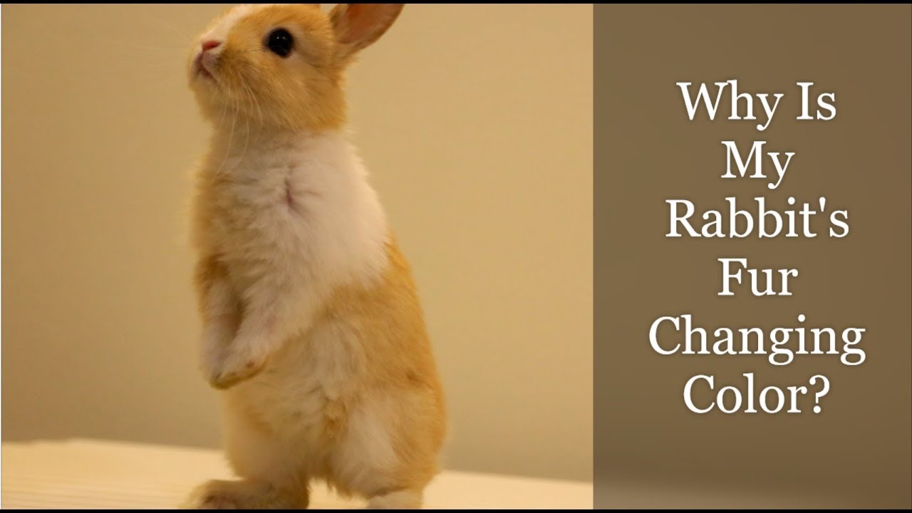 Why Is My Rabbit's Fur Changing Color?